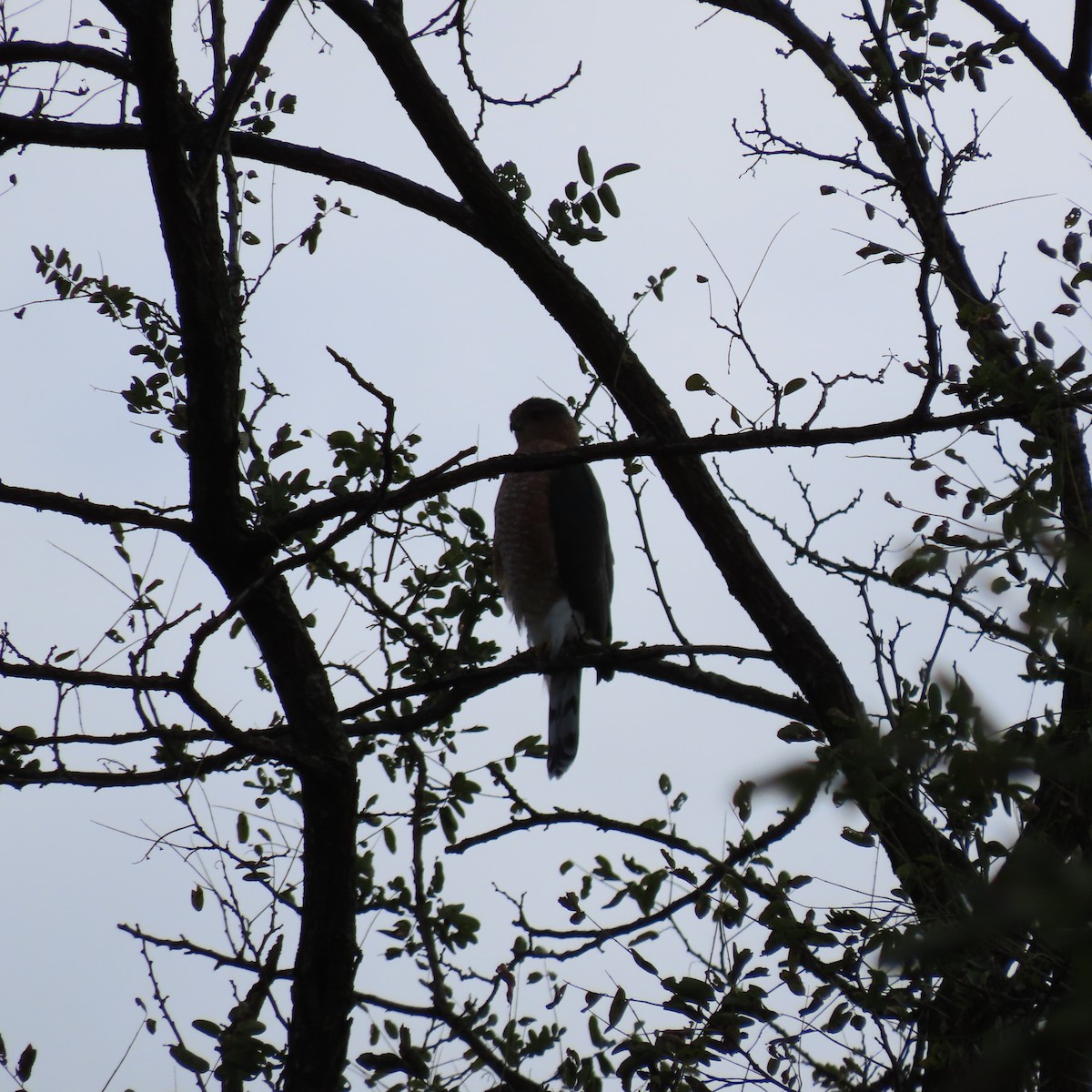 eBird Checklist 18 Oct 2023 Oakland Vantage Point (Howard Co
