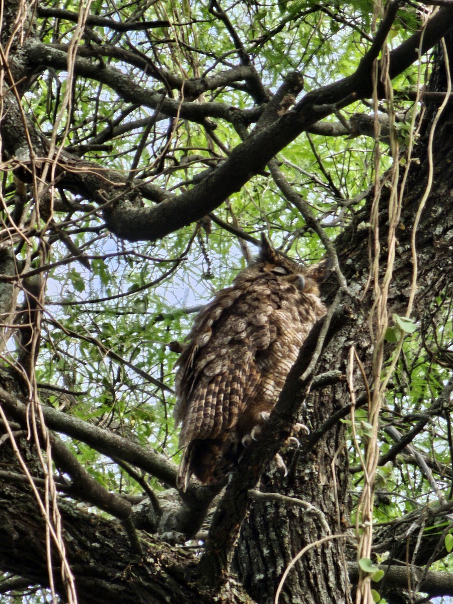 Great Horned Owl - ML610108373