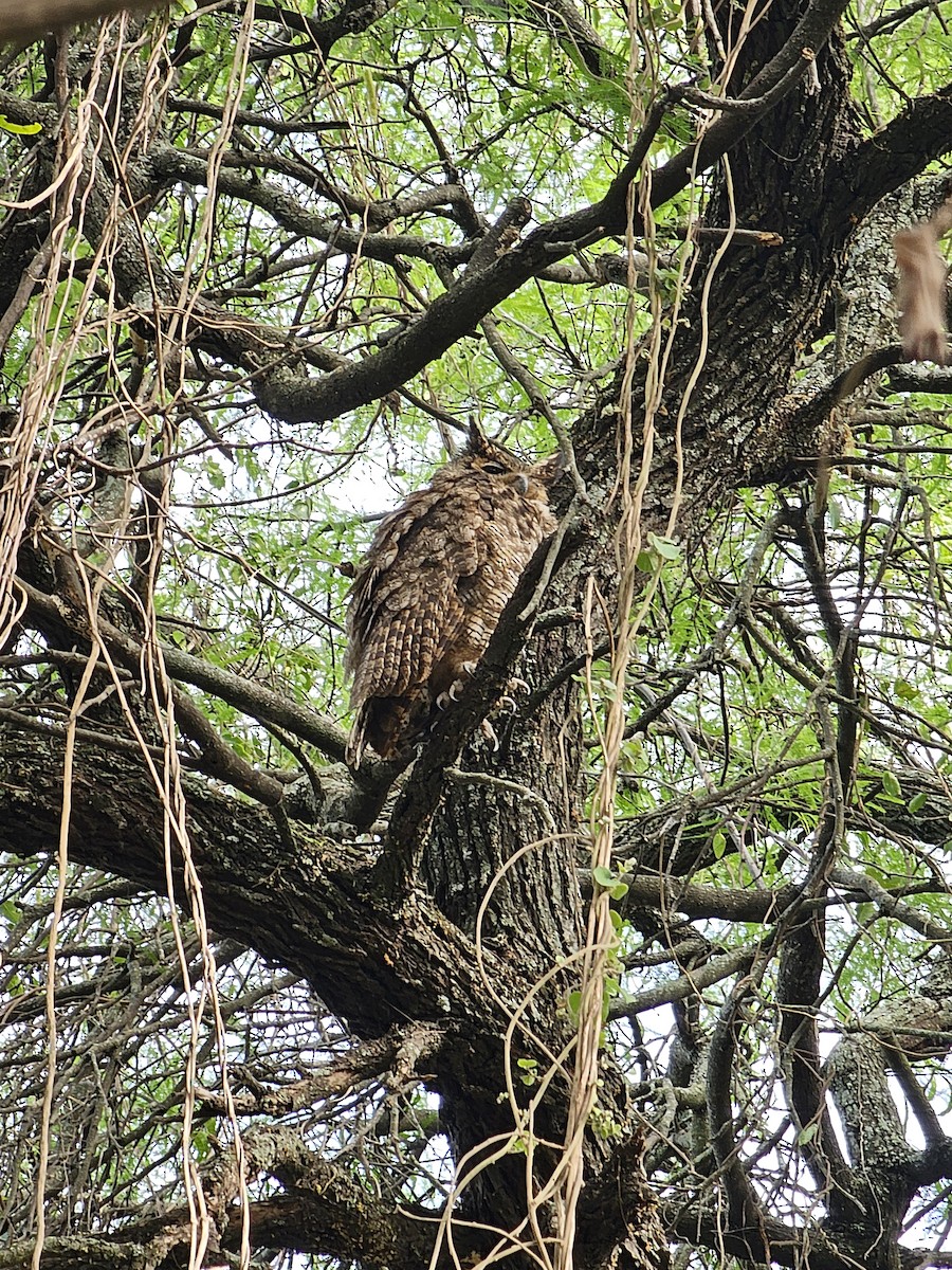 Great Horned Owl - ML610108374