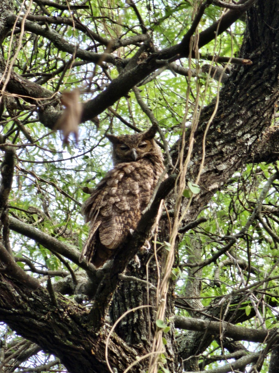 Great Horned Owl - ML610108381