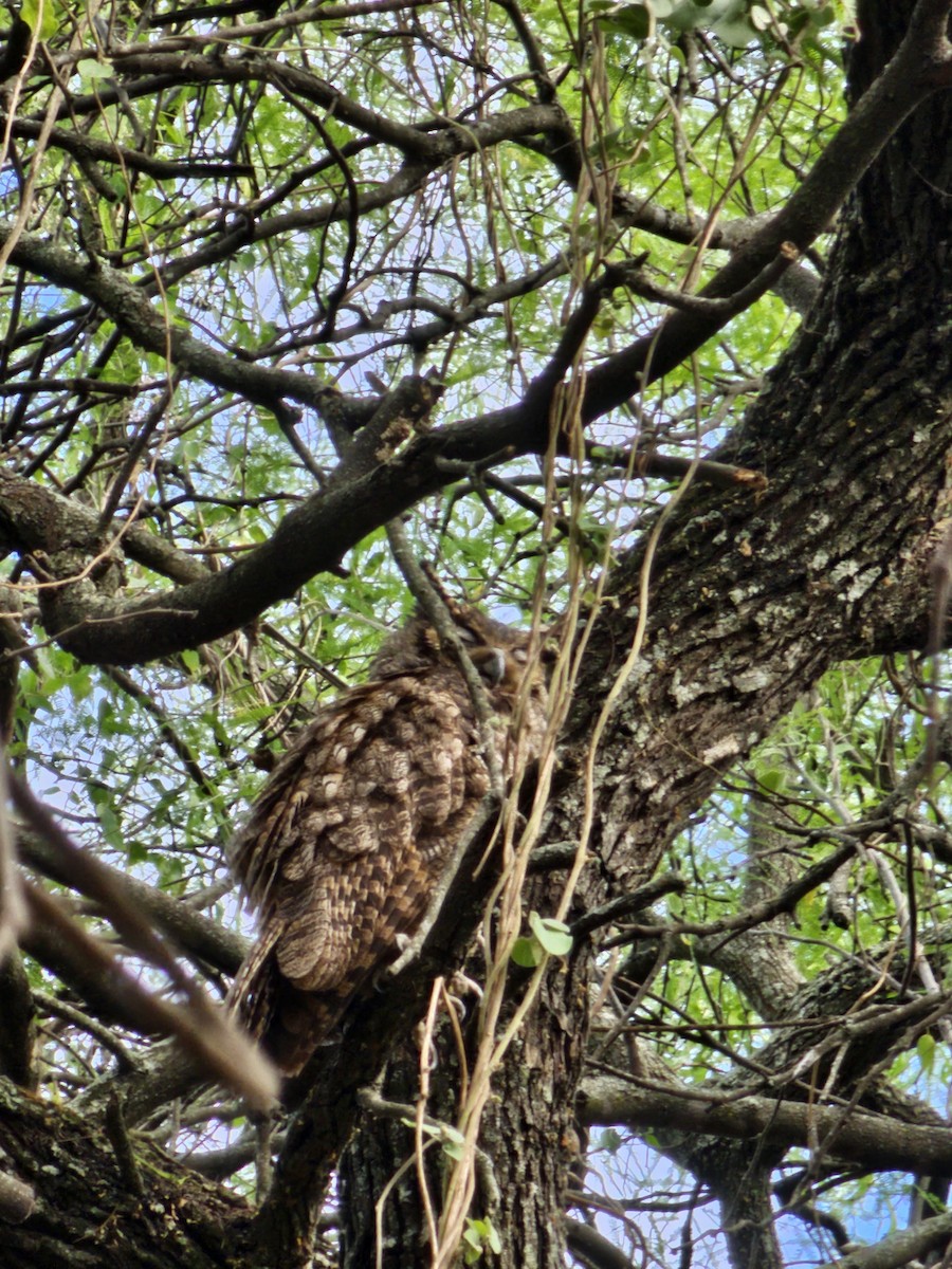 Great Horned Owl - ML610108382