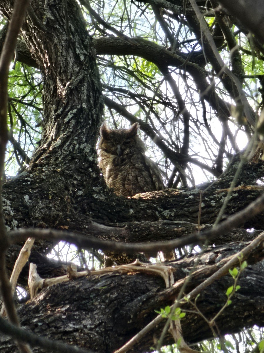 Great Horned Owl - ML610108402