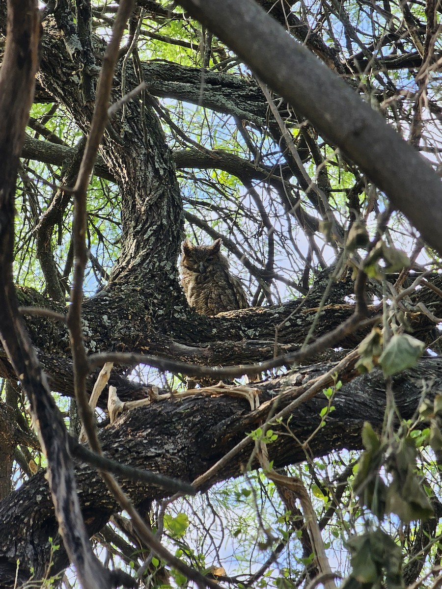 Great Horned Owl - ML610108403