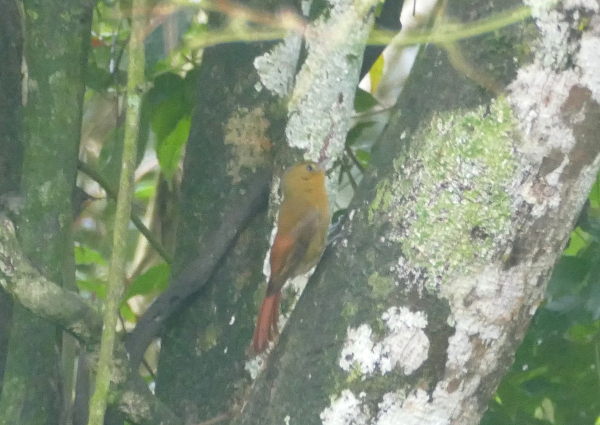 Olivaceous Woodcreeper (Olivaceous) - ML610108746