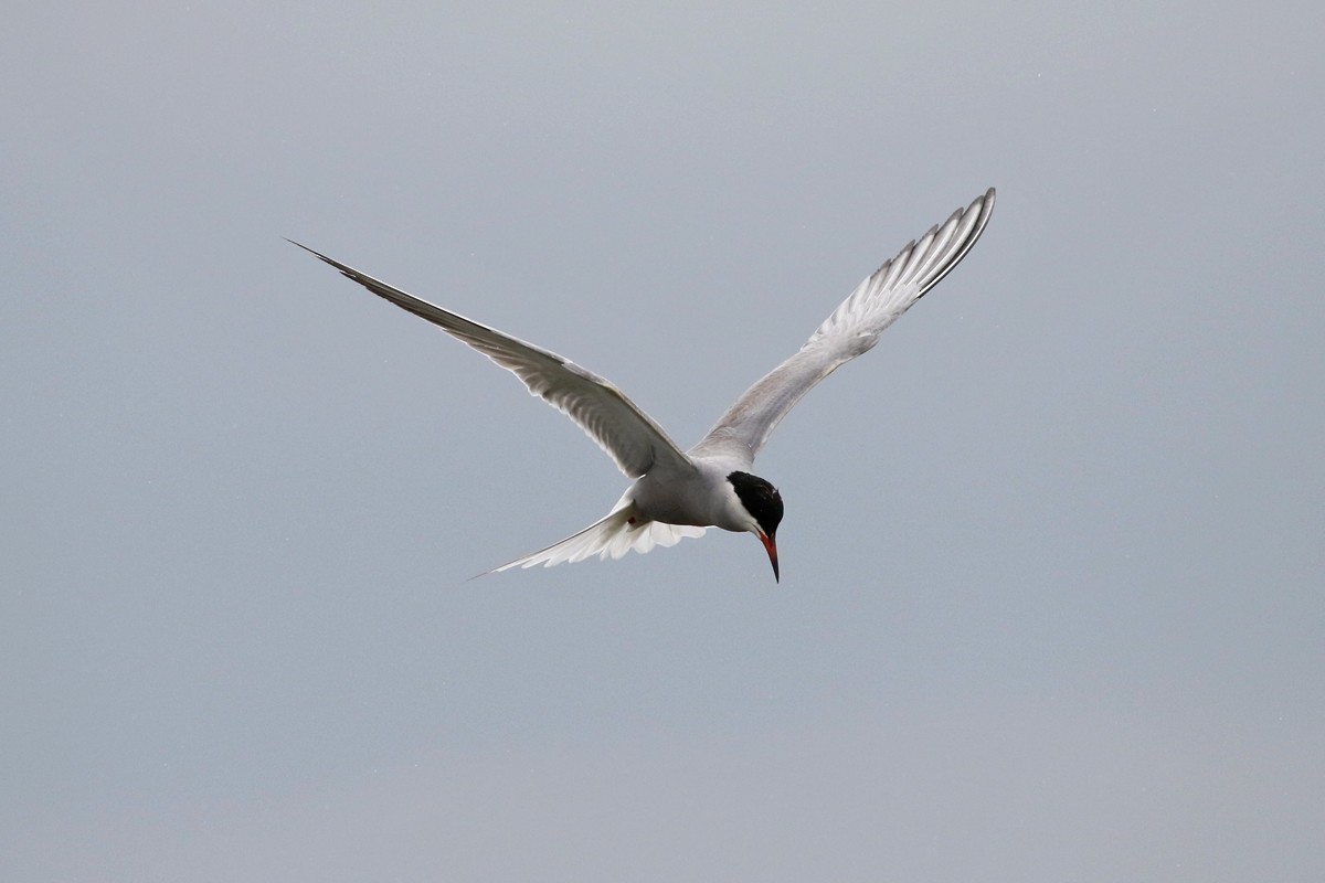 Common Tern - Charley Hesse TROPICAL BIRDING