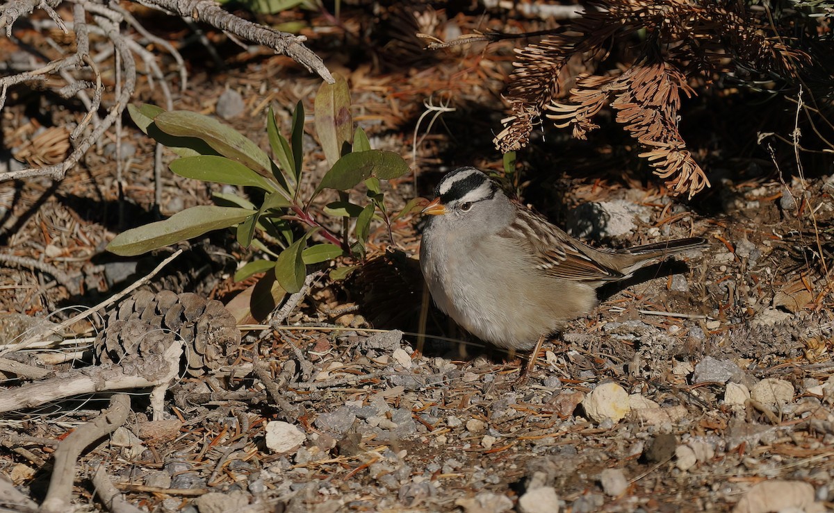 White-crowned Sparrow (Gambel's) - James Sherwonit