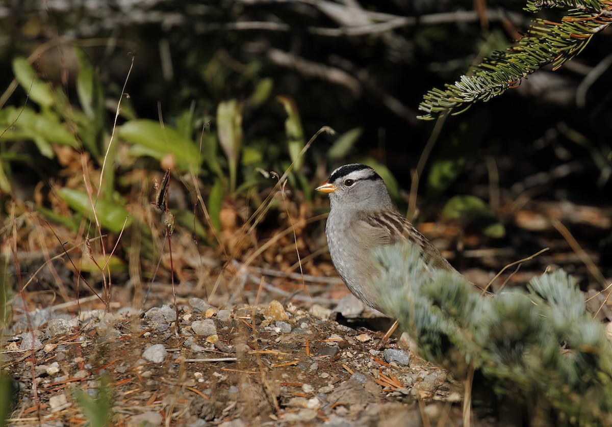 White-crowned Sparrow (Gambel's) - ML610109053