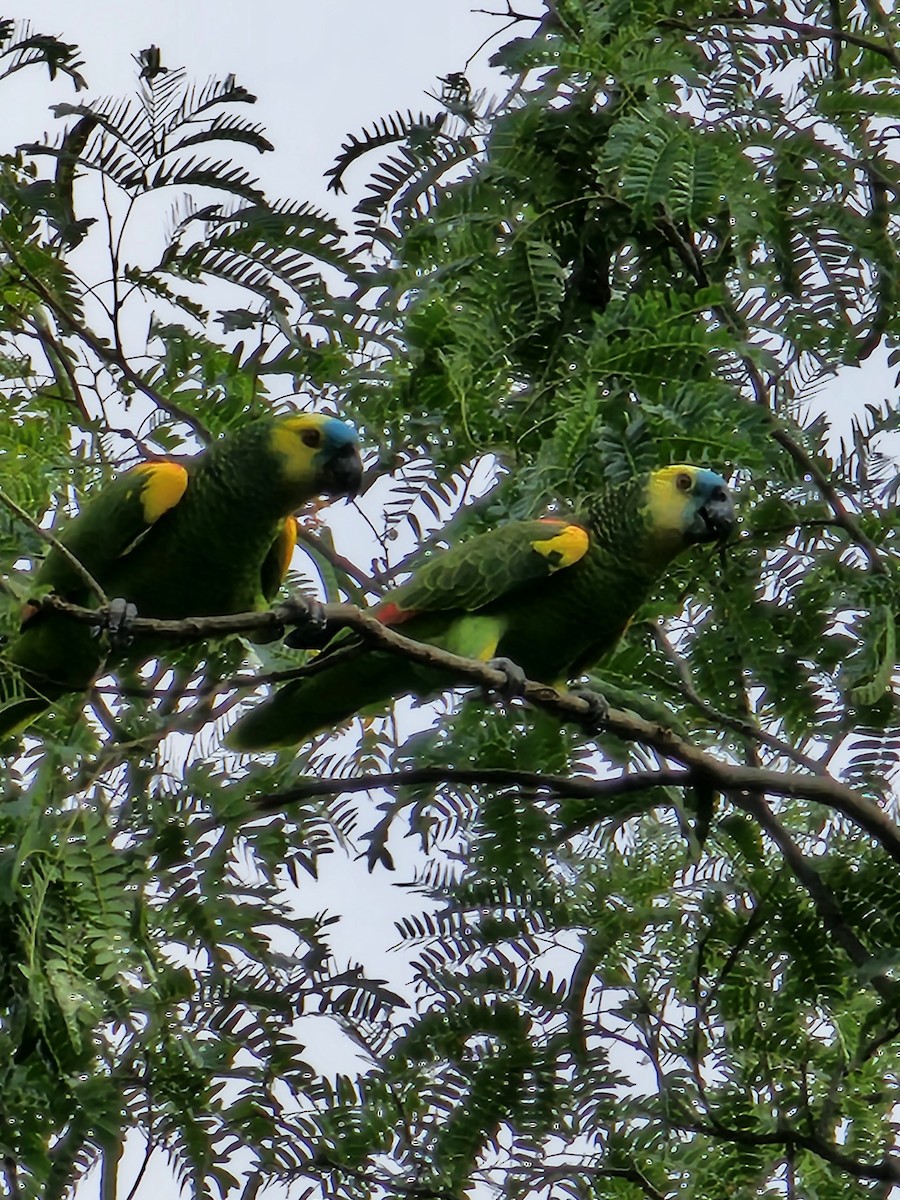 Turquoise-fronted Parrot - ML610109056