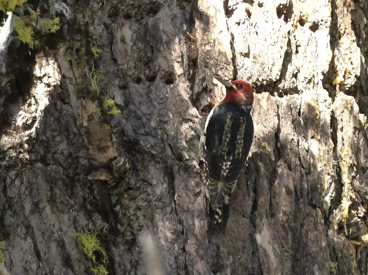 Red-breasted Sapsucker - ML610109070