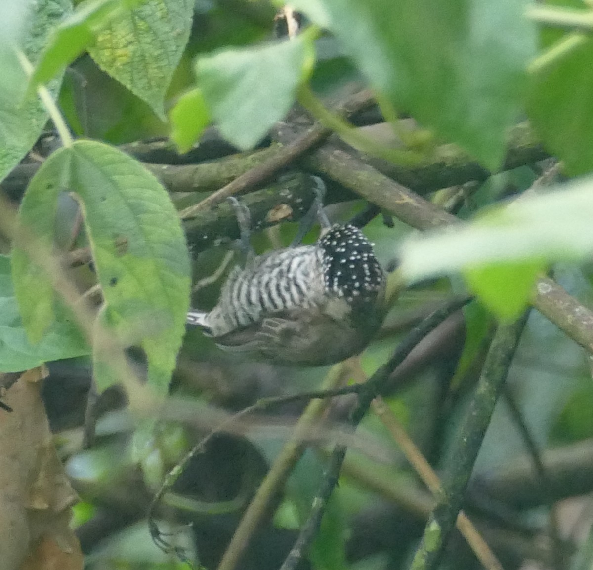 White-barred Piculet - ML610109110