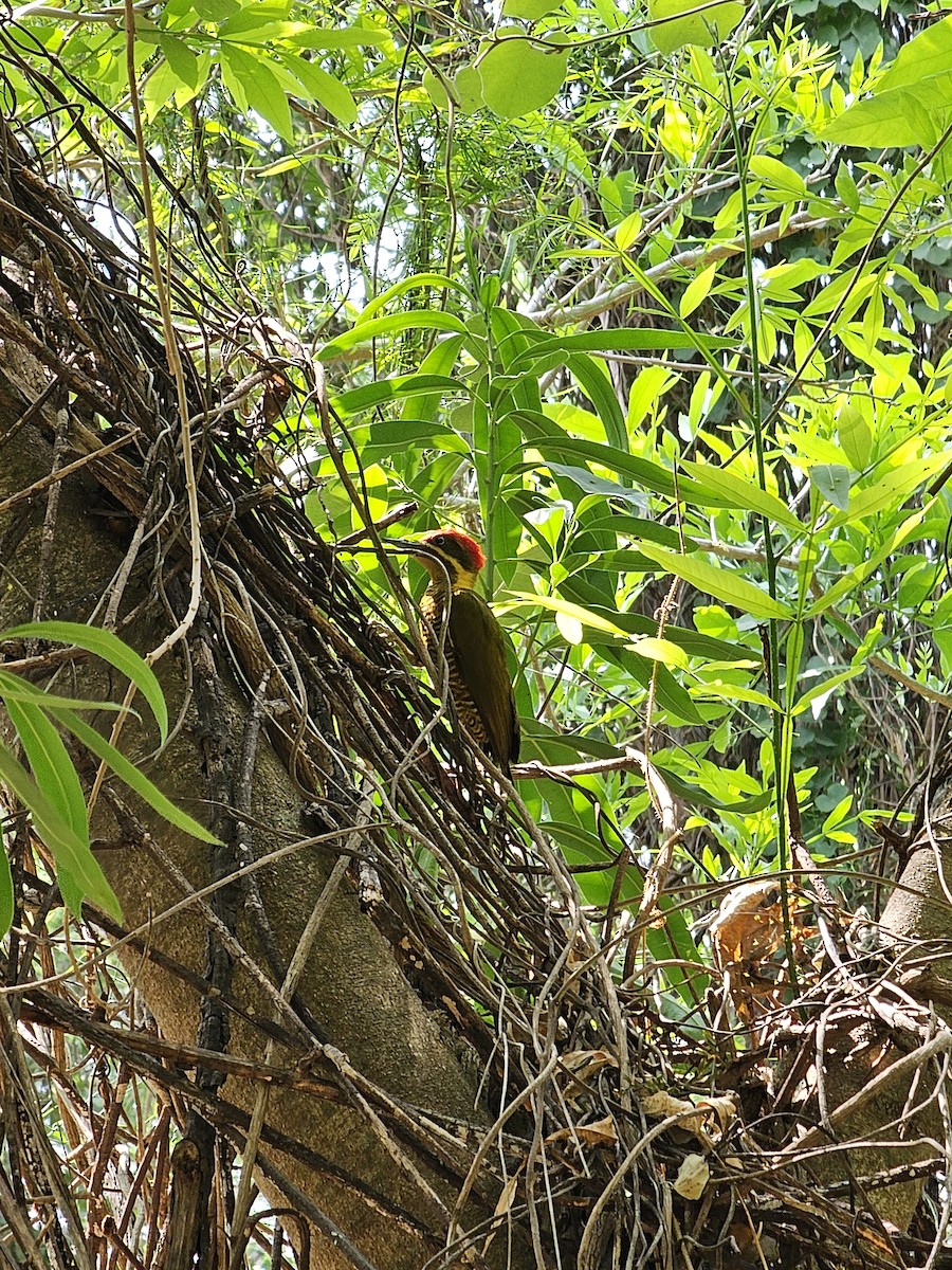 Golden-green Woodpecker - ML610109132