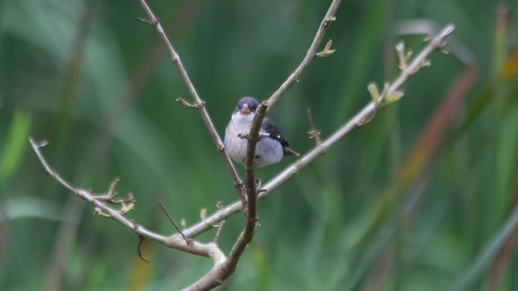White-bellied Seedeater - ML610109136