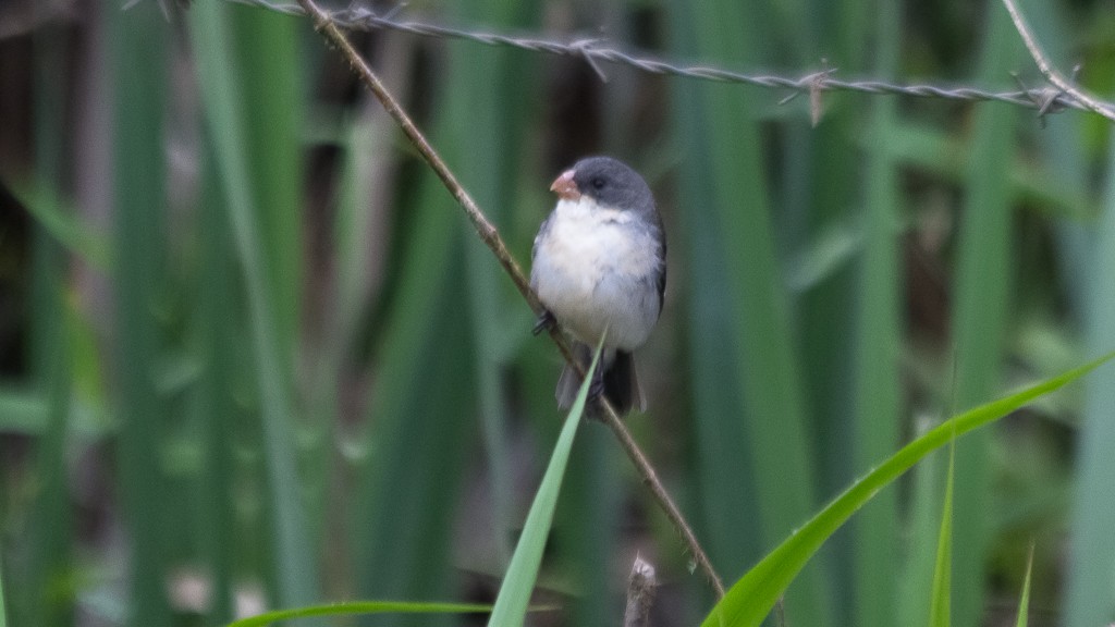 White-bellied Seedeater - ML610109137