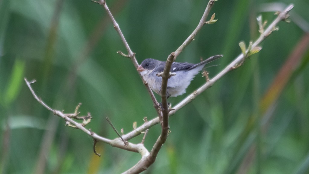 White-bellied Seedeater - ML610109139