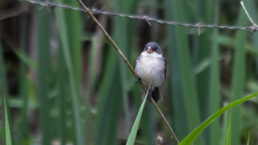 White-bellied Seedeater - ML610109143
