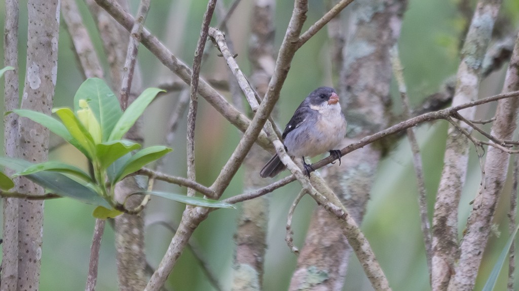 White-bellied Seedeater - ML610109144