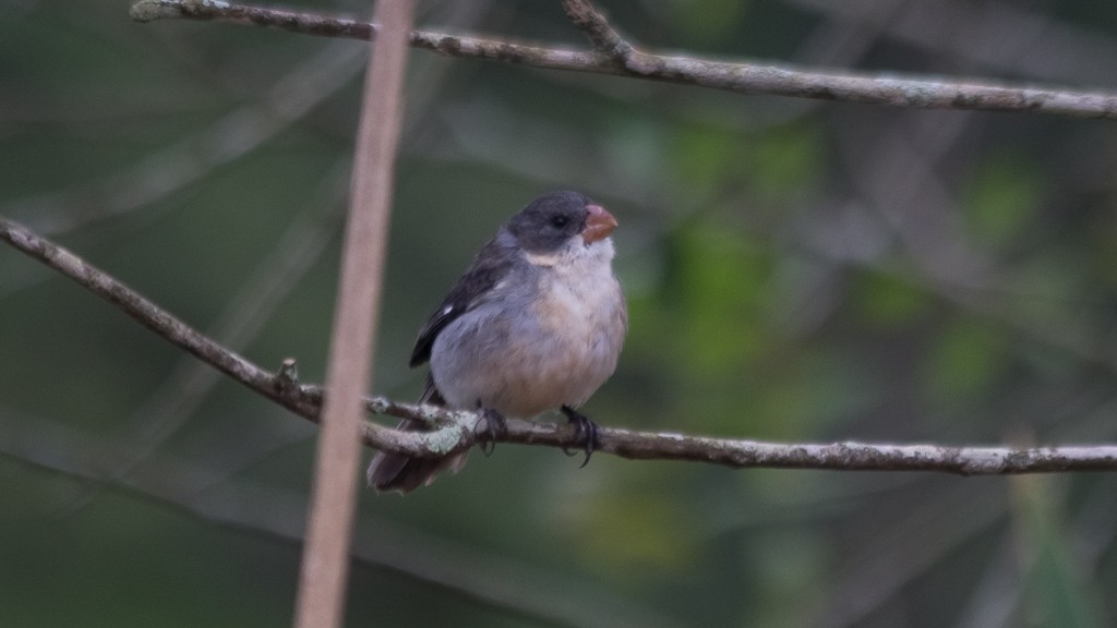 White-bellied Seedeater - ML610109145