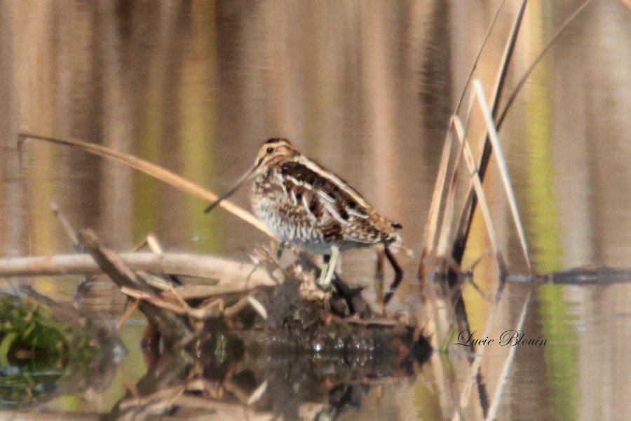 eBird Checklist 18 Oct 2023 BaieduFebvre (station d'épuration