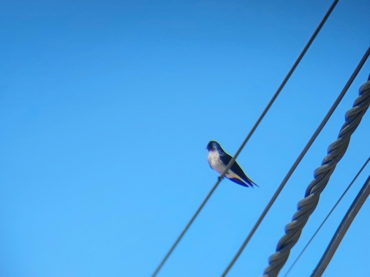 Chilean Swallow - ML610109199
