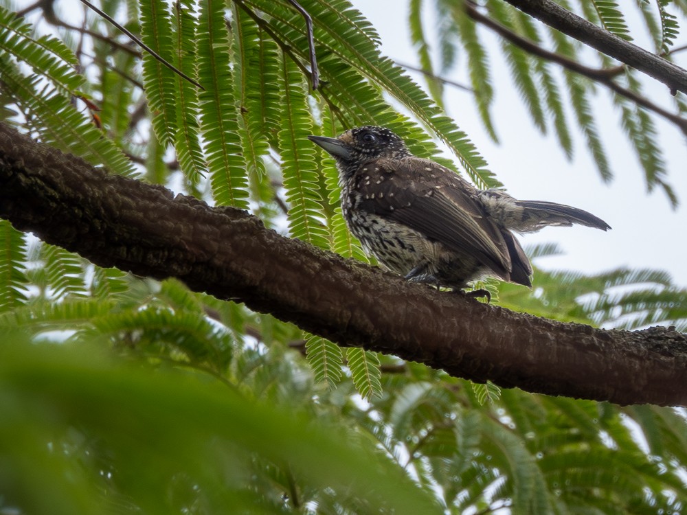White-wedged Piculet - Vitor Rolf Laubé