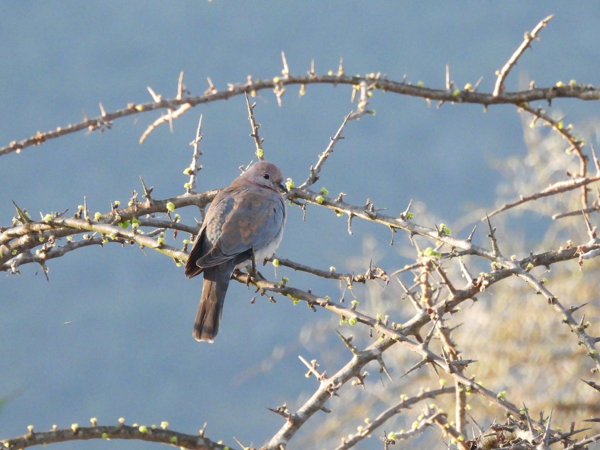 Laughing Dove - ML610109998