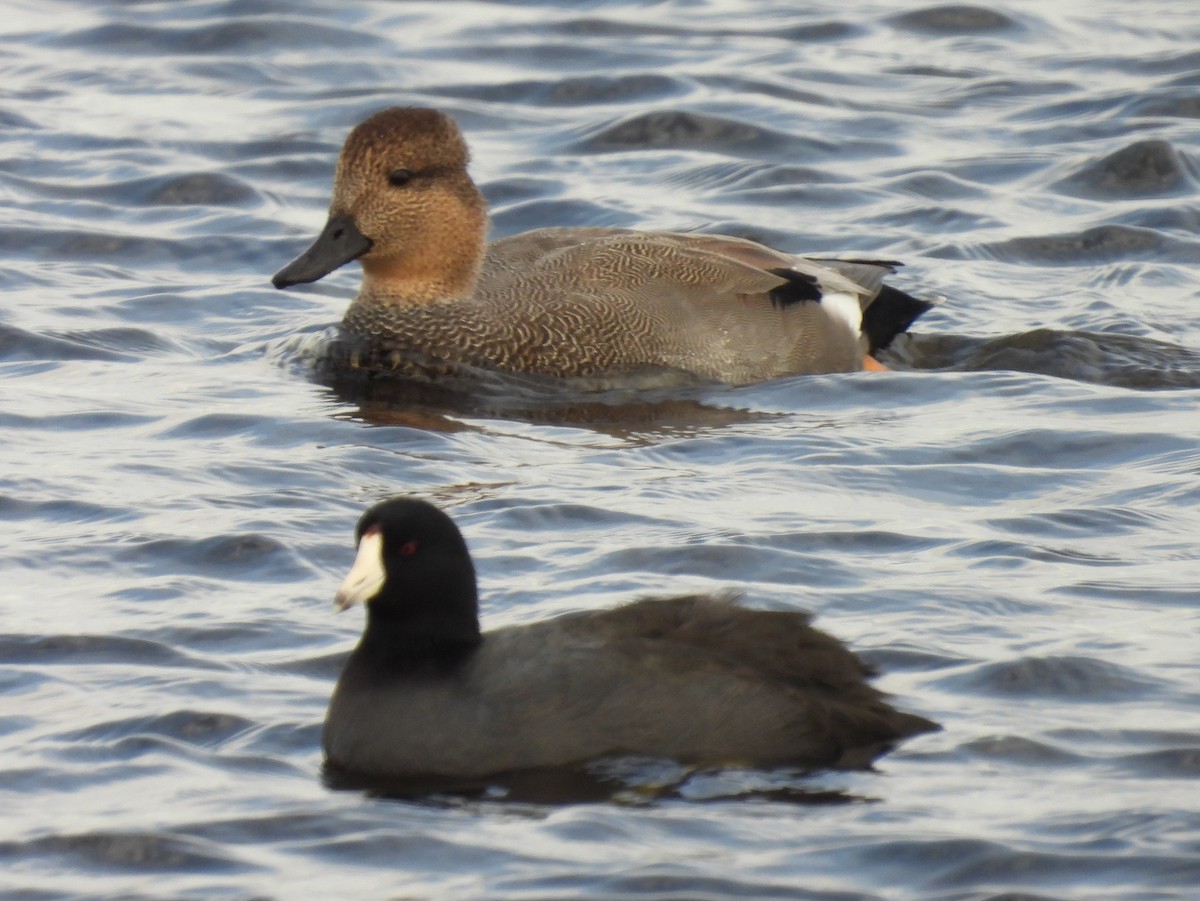 American Wigeon - Laura Griffin