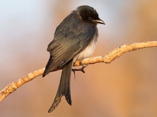  - White-bellied Drongo