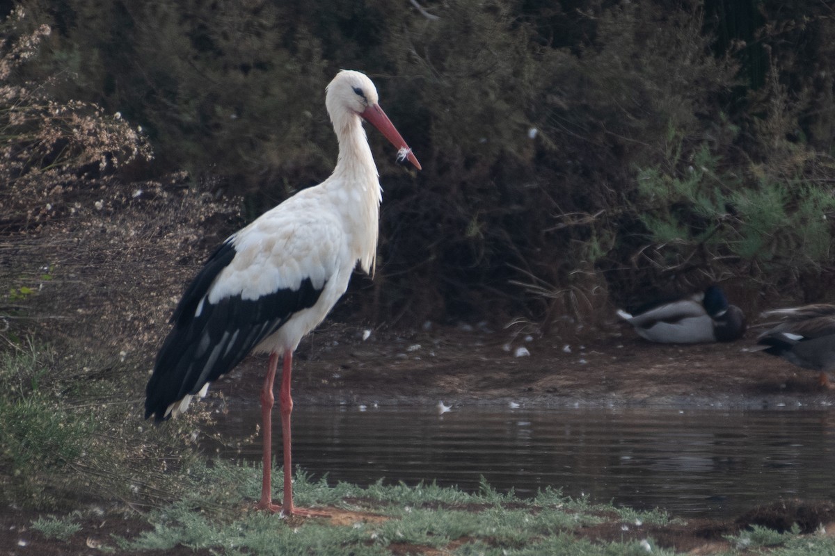 White Stork - ML610110472