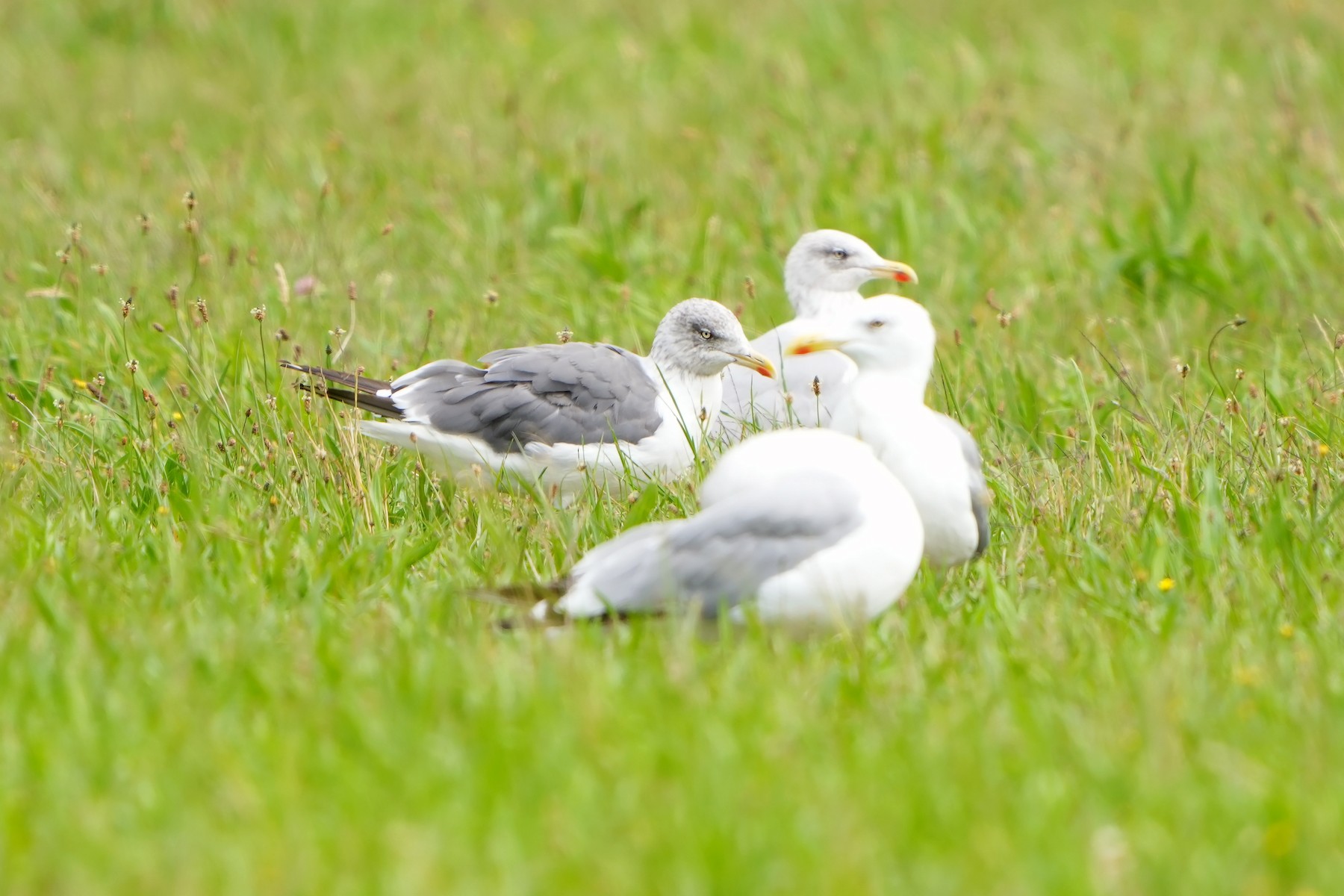 Yellow-legged x Lesser Black-backed Gull (hybrid) - eBird