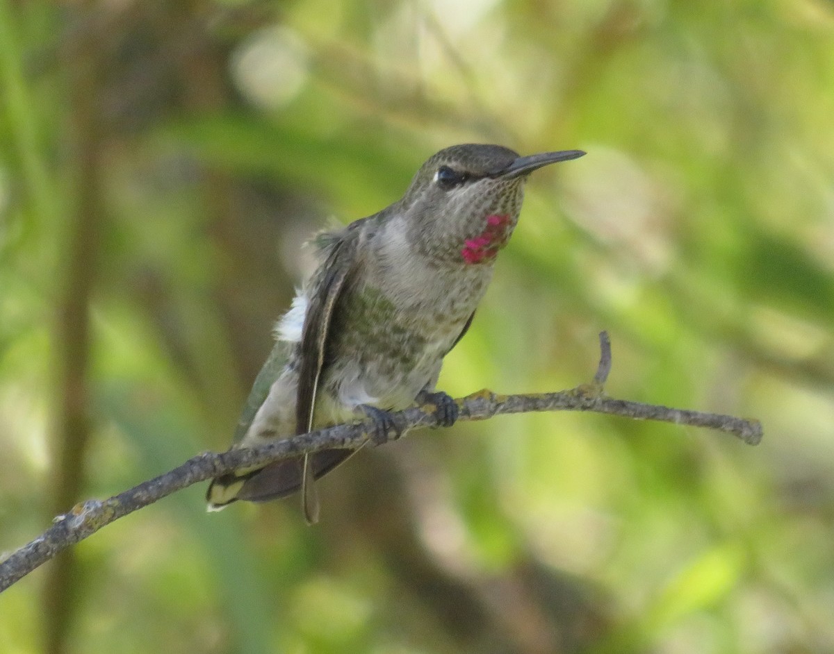 Anna's Hummingbird - ML610110940