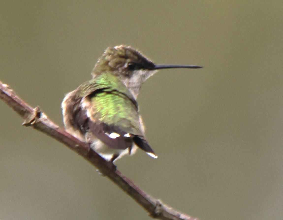 eBird Checklist 14 Oct 2023 Mead Botanical Gardens 32 species