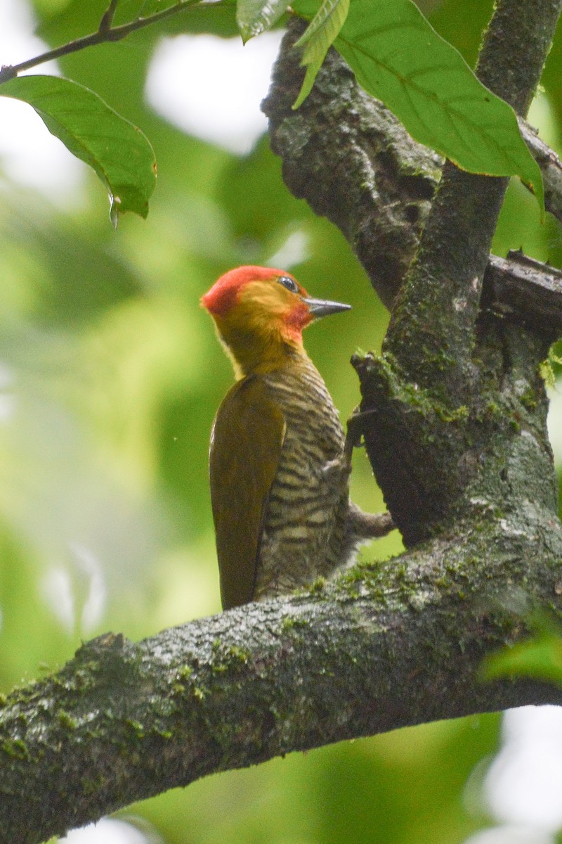Yellow-throated Woodpecker - ML610111849