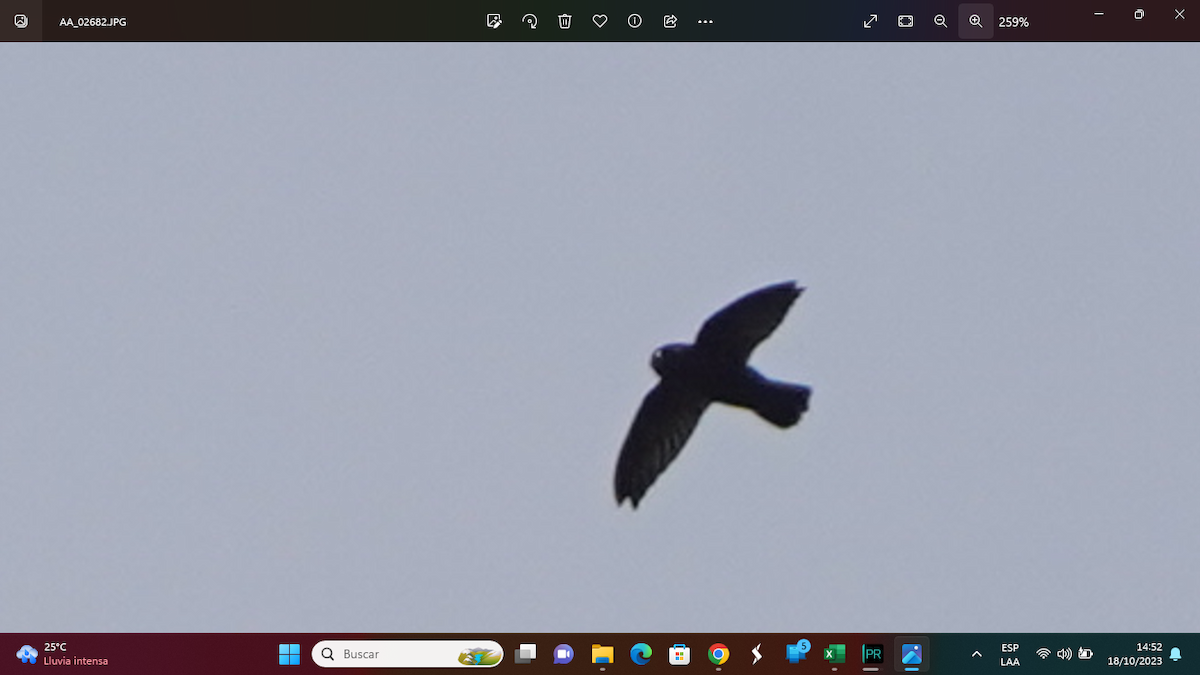 Spot-fronted Swift - ML610112272