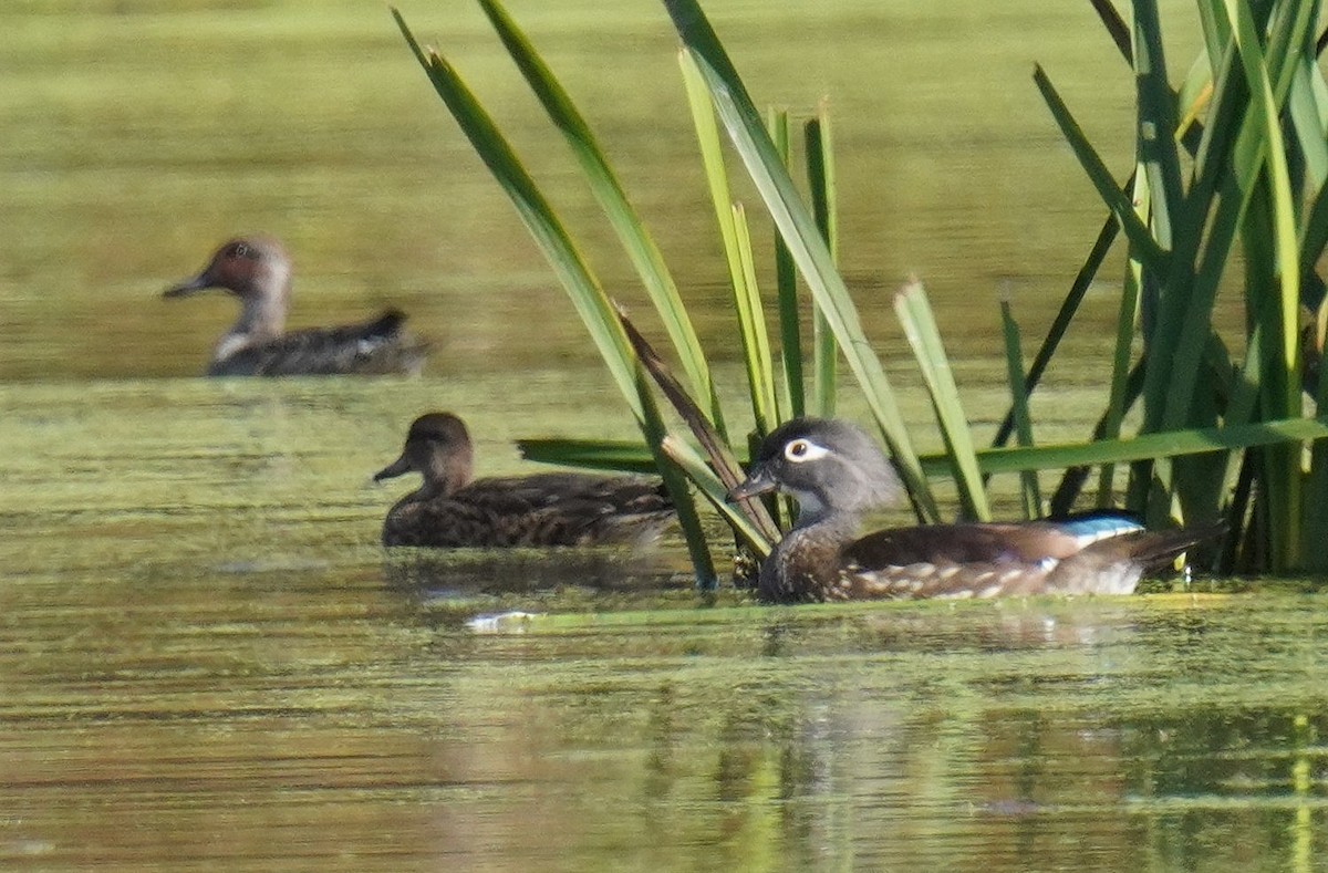 Ebird Checklist Oct Bath Nature Preserve Species