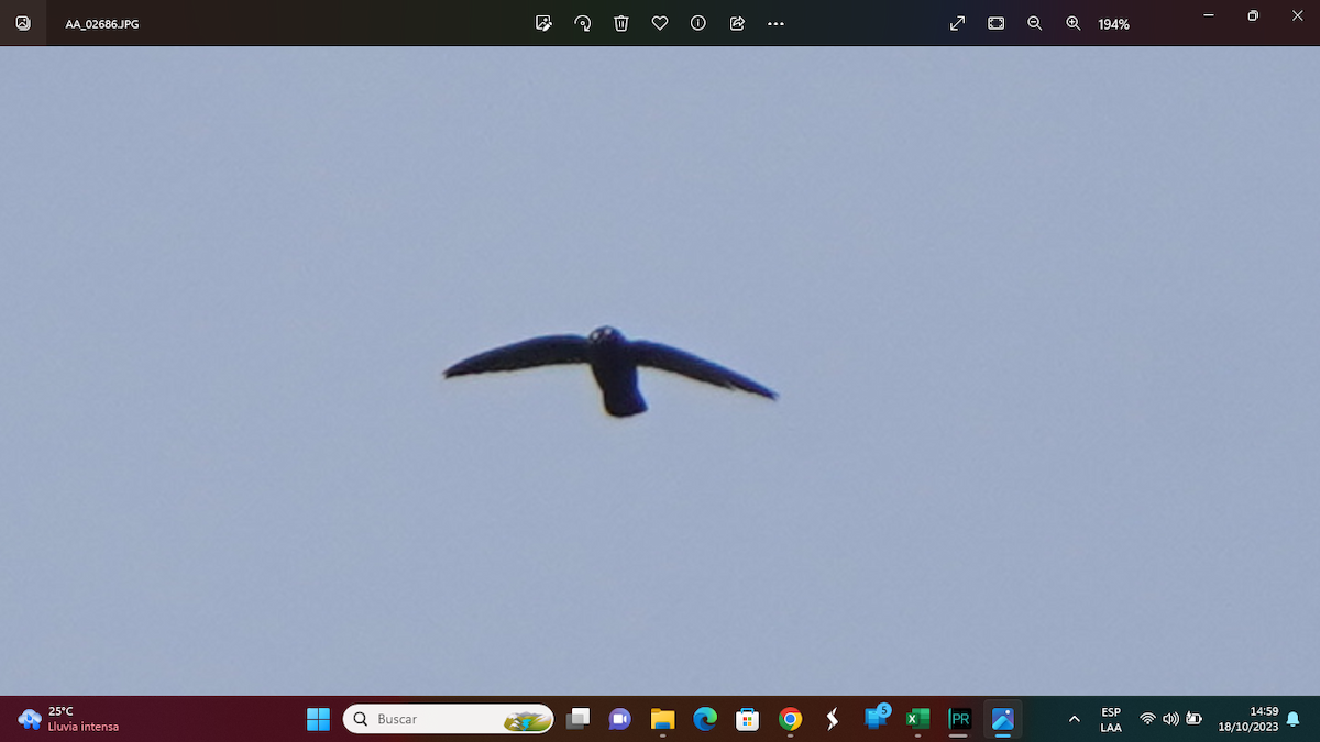 Spot-fronted Swift - ML610112589