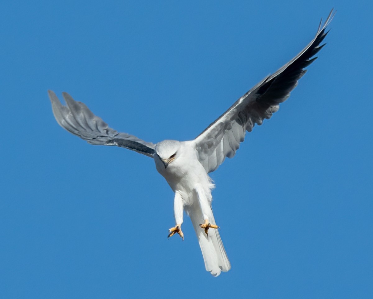 White-tailed Kite - ML610112648