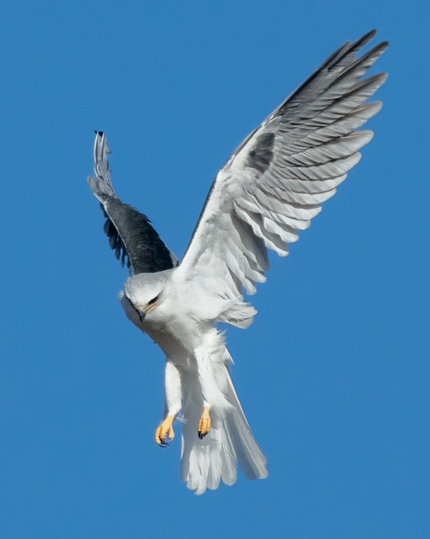 White-tailed Kite - ML610112649