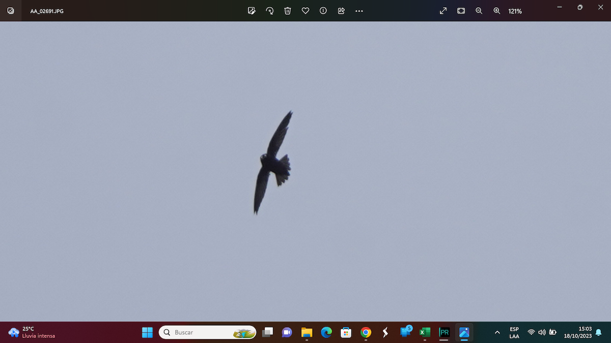 Spot-fronted Swift - ML610112768