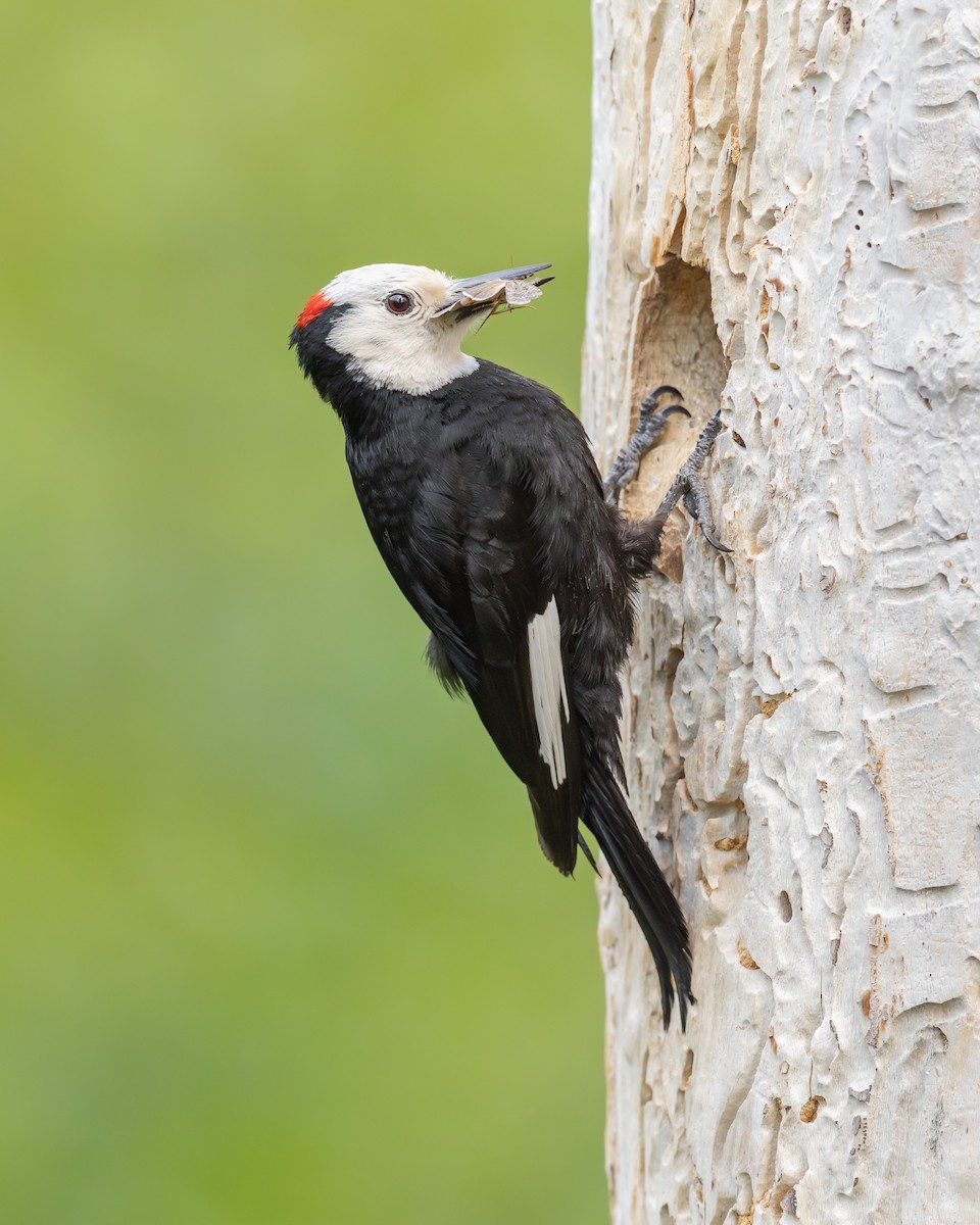 White-headed Woodpecker - Dorian Anderson