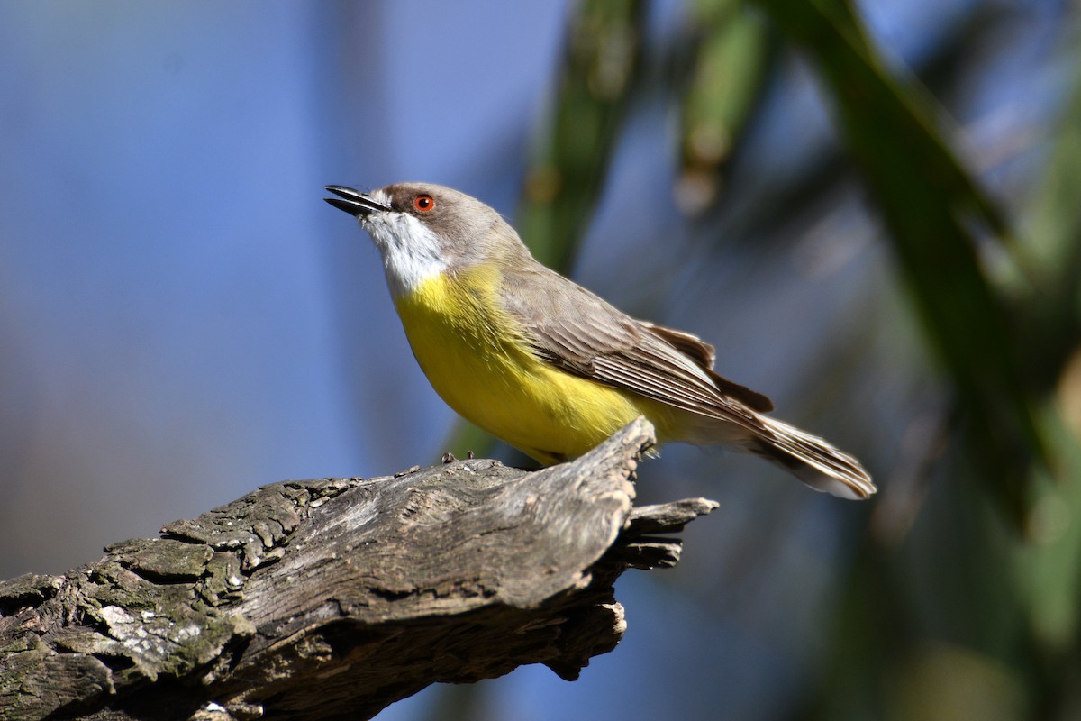 White-throated Gerygone - Peter & Shelly Watts