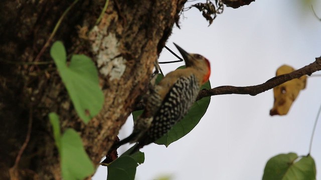 Red-crowned Woodpecker - ML610113158