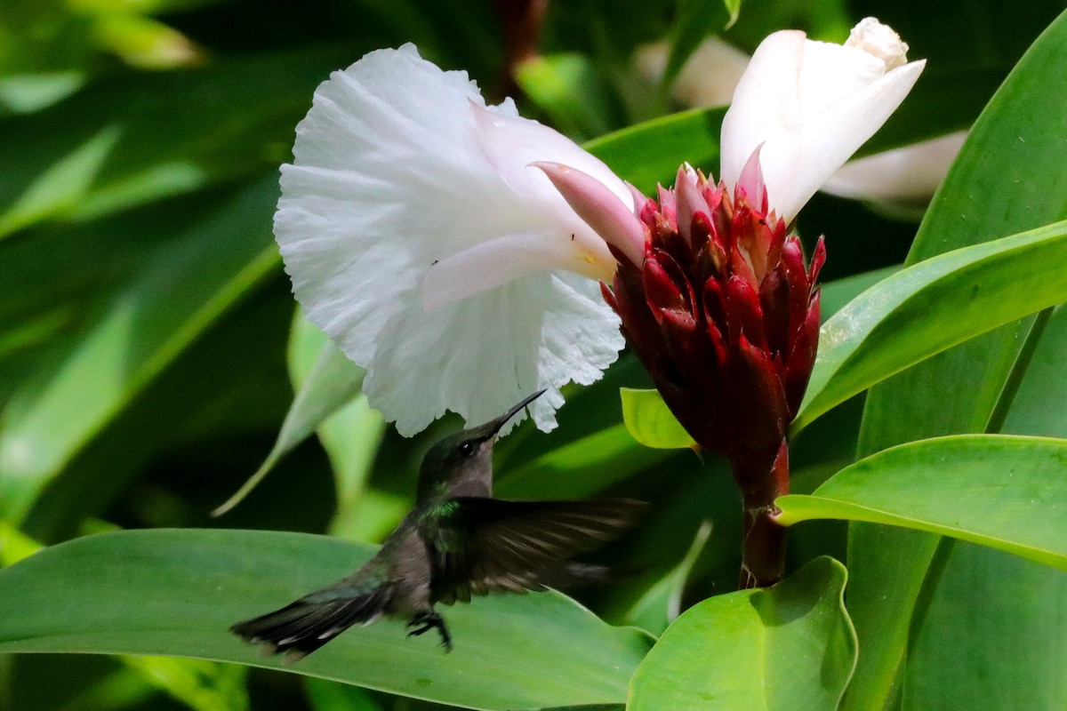 Antillean Crested Hummingbird - ML610113727