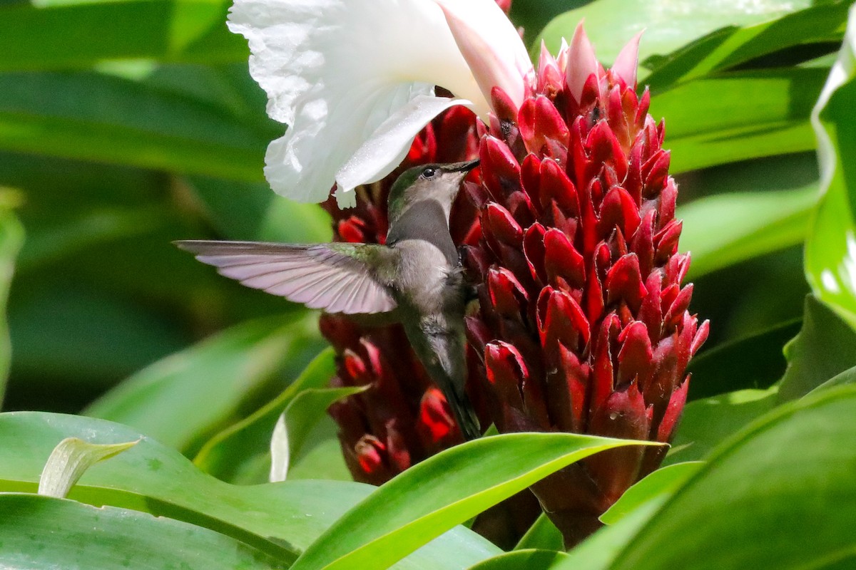 Antillean Crested Hummingbird - Josh Jackson