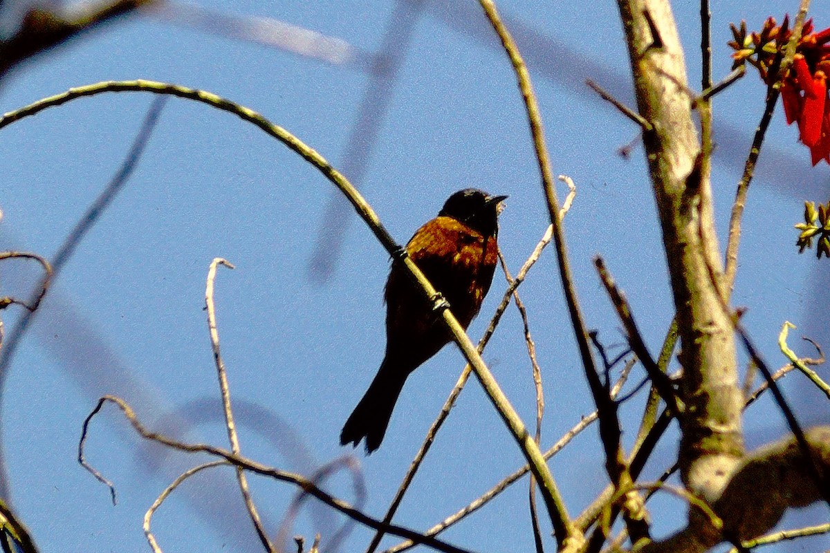 Orchard Oriole - ML610113975