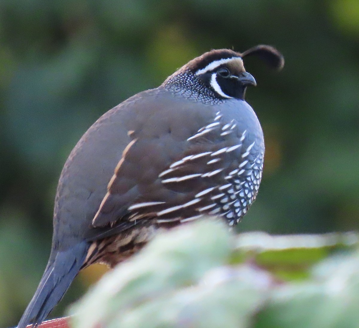 EBird Checklist 18 Oct 2023 Railroad Bridge Park 23 Species