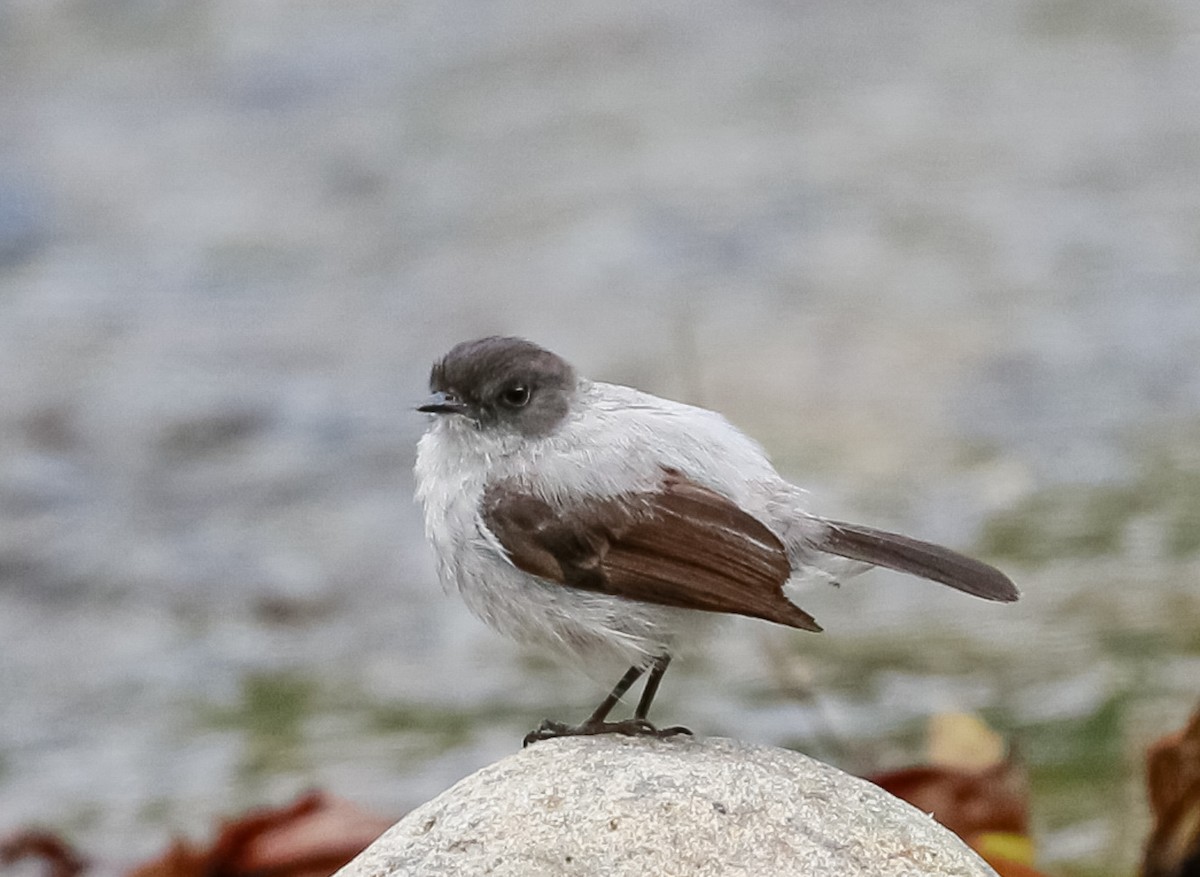 Torrent Tyrannulet - Obed Canales