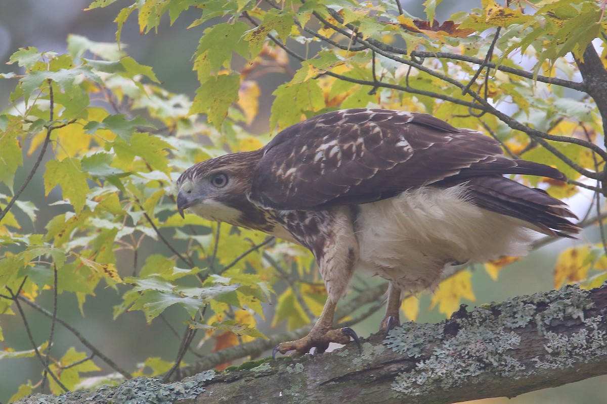 Red-tailed Hawk - ML610114523
