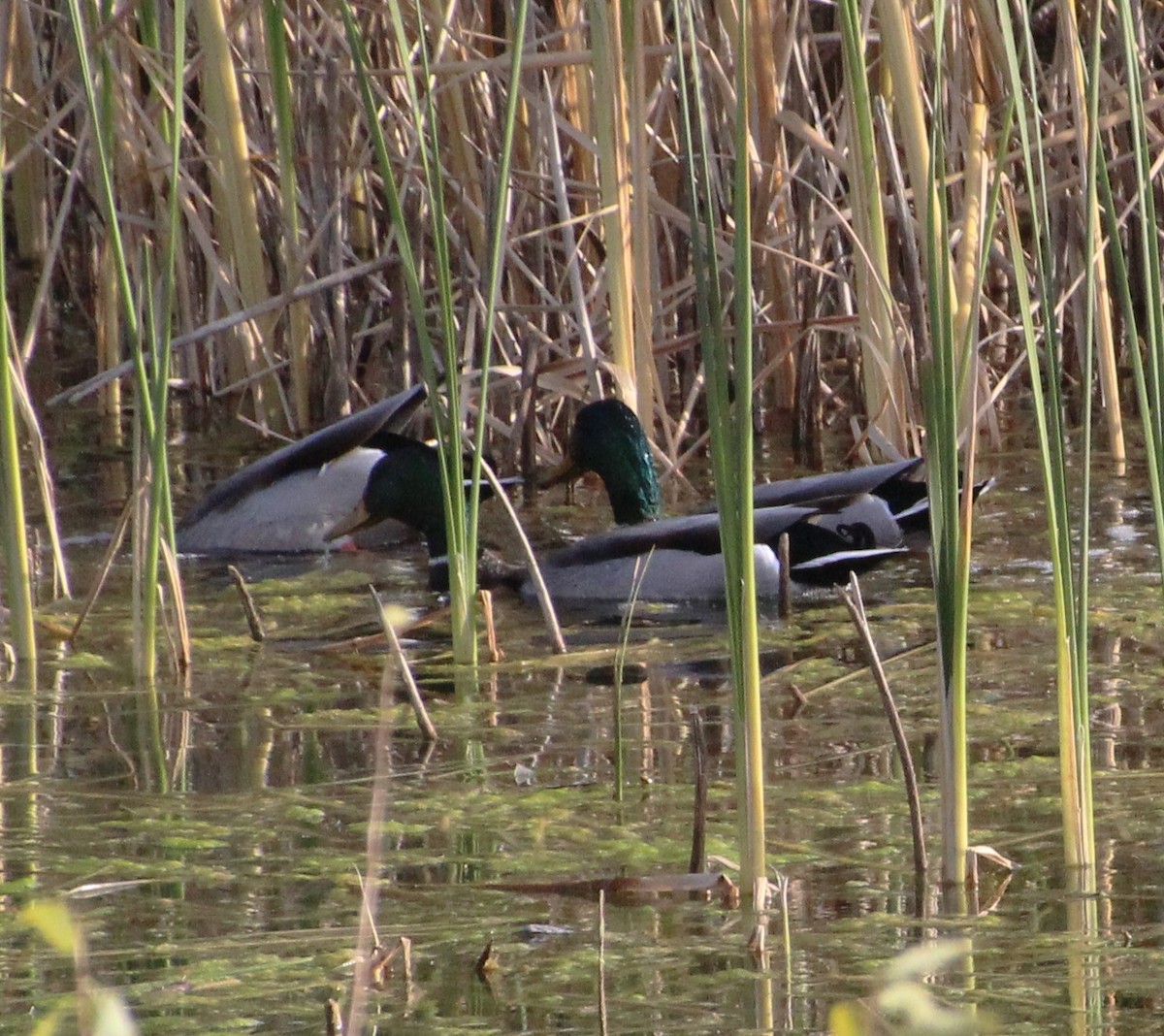 EBird Checklist 11 Oct 2023 Aurora Reservoir 23 Species