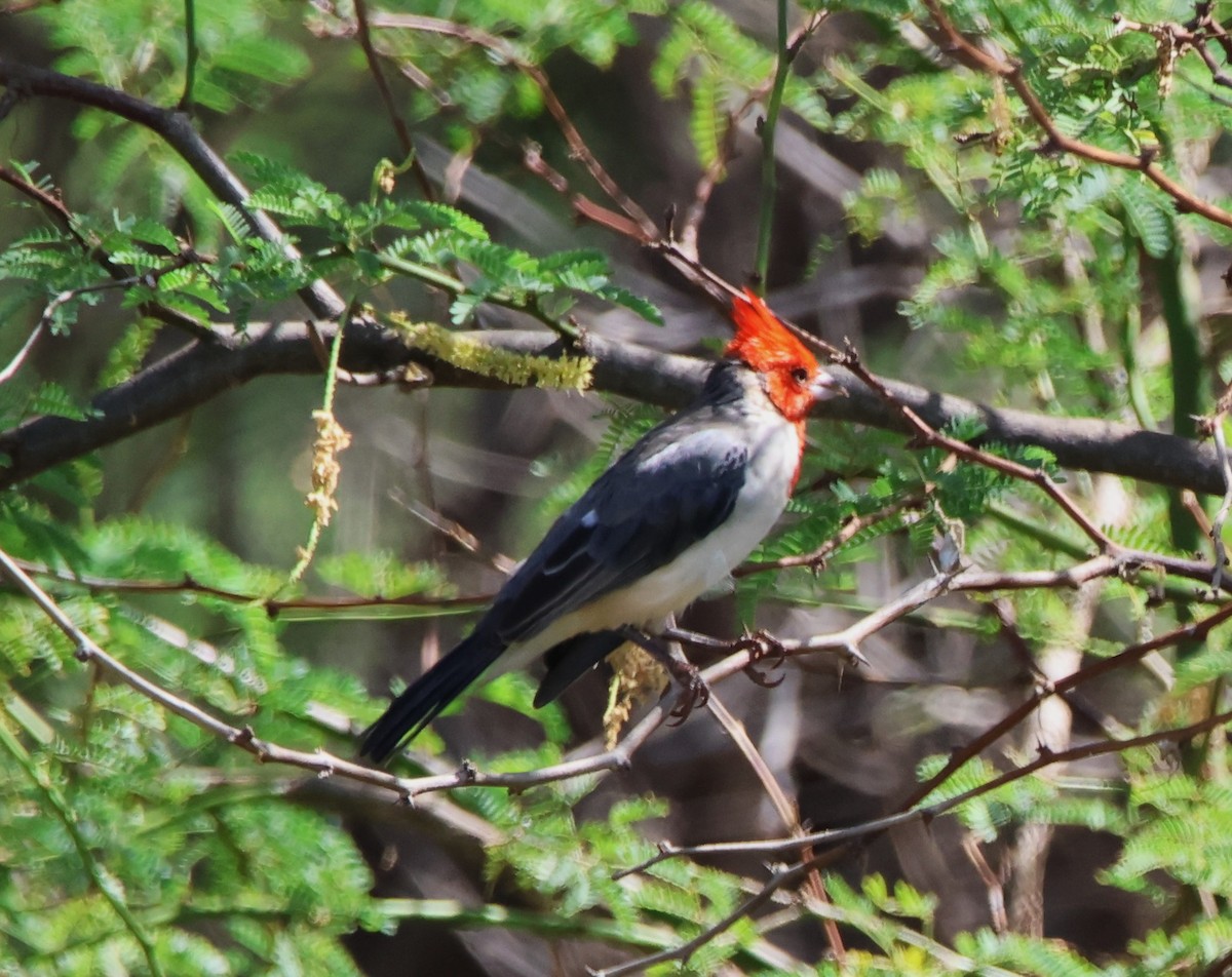 Red-crested Cardinal - ML610114947