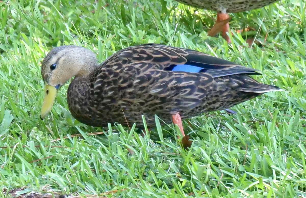 Mottled Duck (Florida) - ML610114969